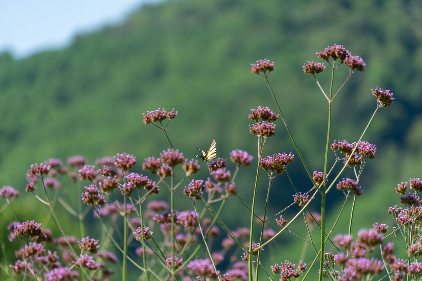 Verbena garden Campodaglia
