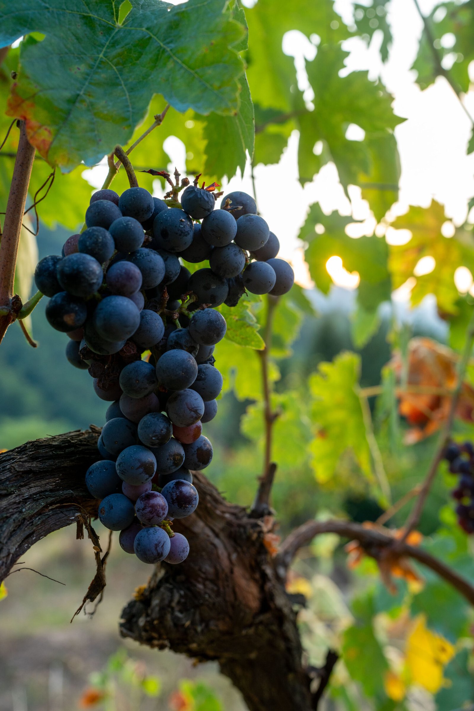 Grapes in august at Campodaglia