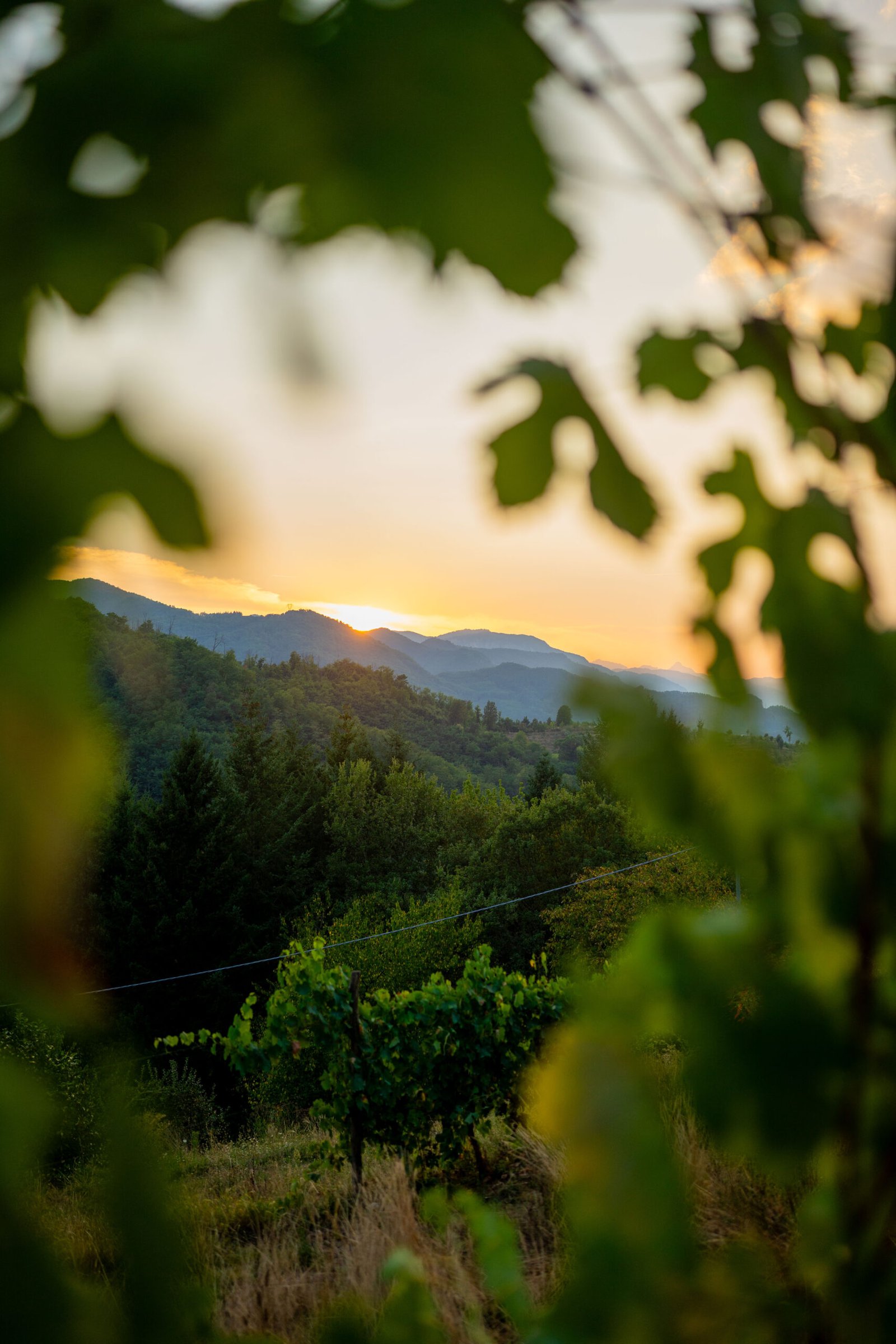 Campodaglia situated right in the vineyard