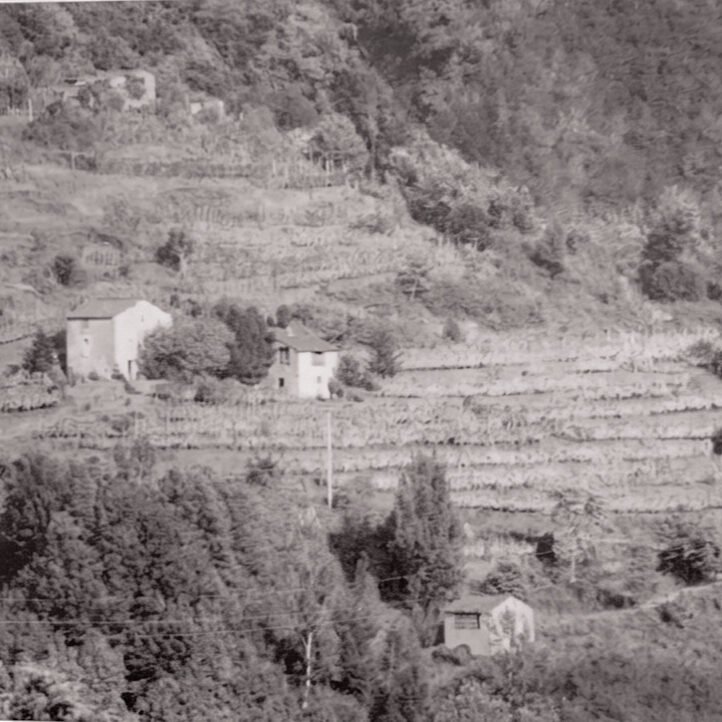 Campodaglia ancient stone ruins and vineyard